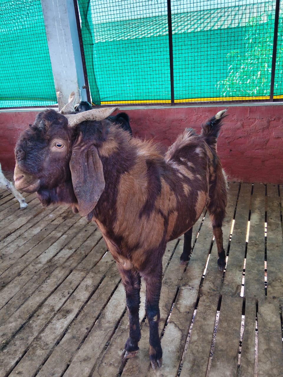 Sirohi